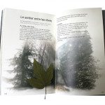 RDV forêt int2 72